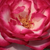 Alb - roz - Trandafir teahibrid - Atlas